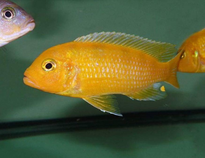 Maylandia lombardoi 'Mbenji Island'